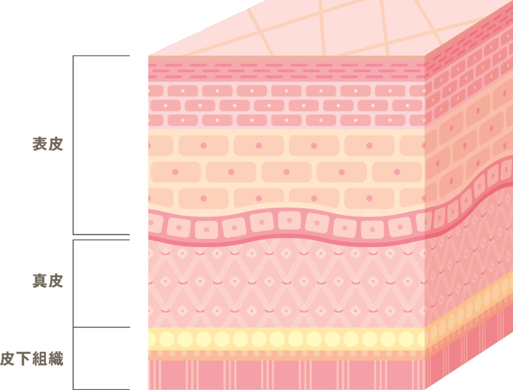 表皮・真皮・皮下組織を表した画像
